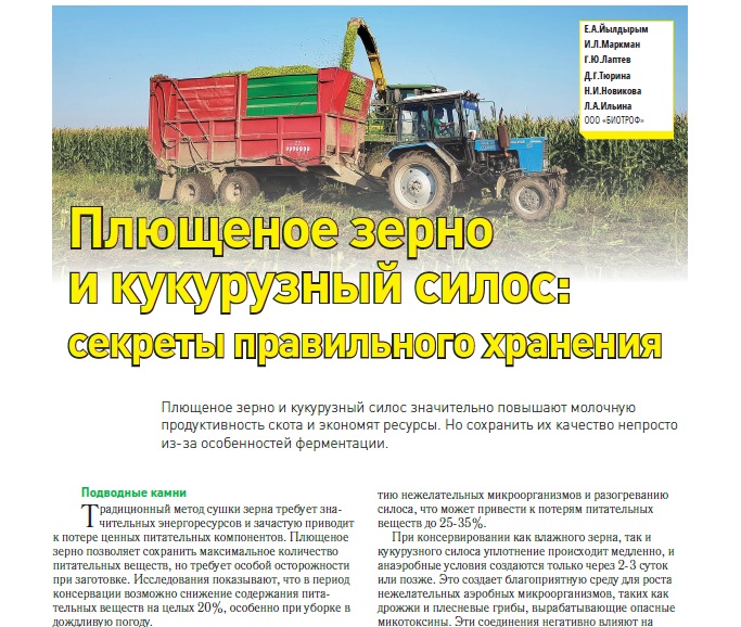 Плющеное зерно и кукурузный силос: секреты правильного хранения