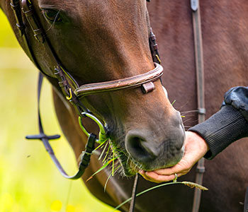 horse.jpg